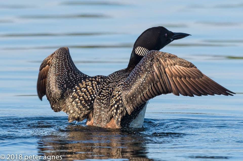 loon flapping wings