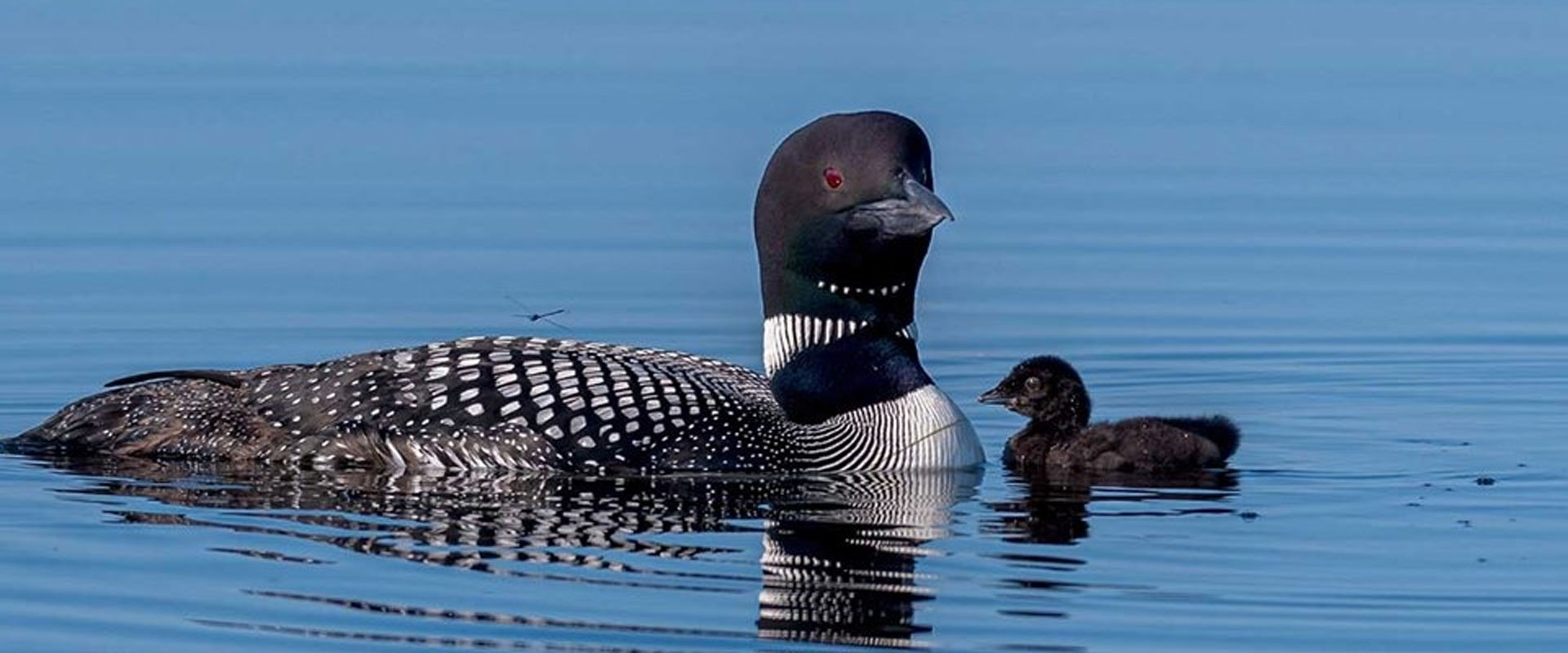 momma loon and baby