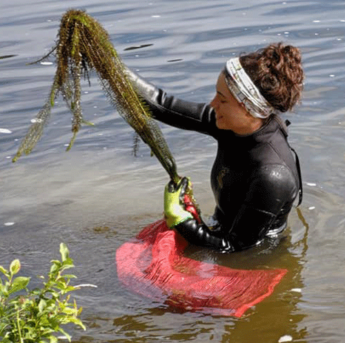 Milfoil being pulled from the lake.