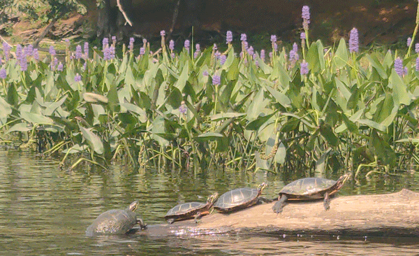 turtle family on a log