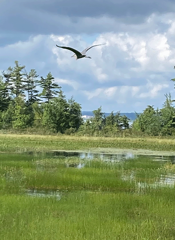 blue heron flying over marsh